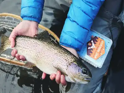 Person in a blue jacket holding a large trout over water, with a fishing net and a fly box labeled "Alpine Flies" visible.